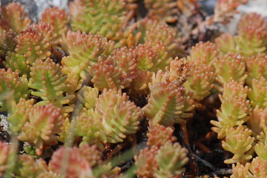 Sedum sexangulare / Borracina insipida